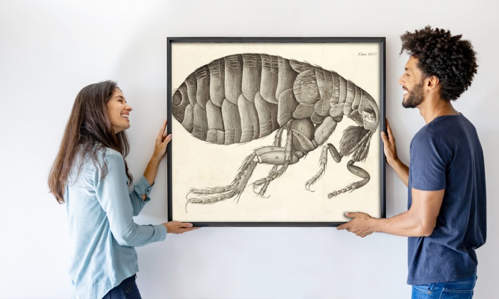 Robert Hooke