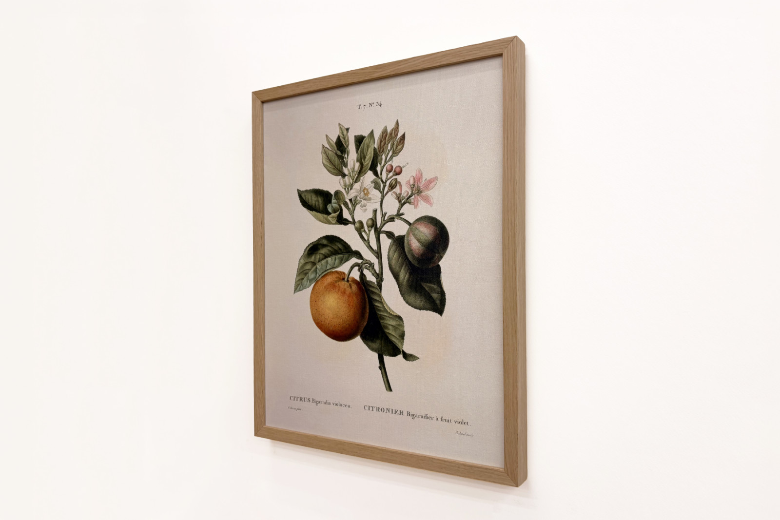 Bitterorange mit violetter Frucht von Pierre Joseph Redouté - Pierre-Joseph Redouté