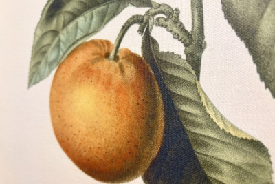 Bitterorange mit violetter Frucht von Pierre Joseph Redouté