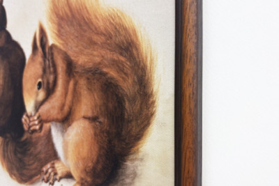 Eichhörnchen, 1512