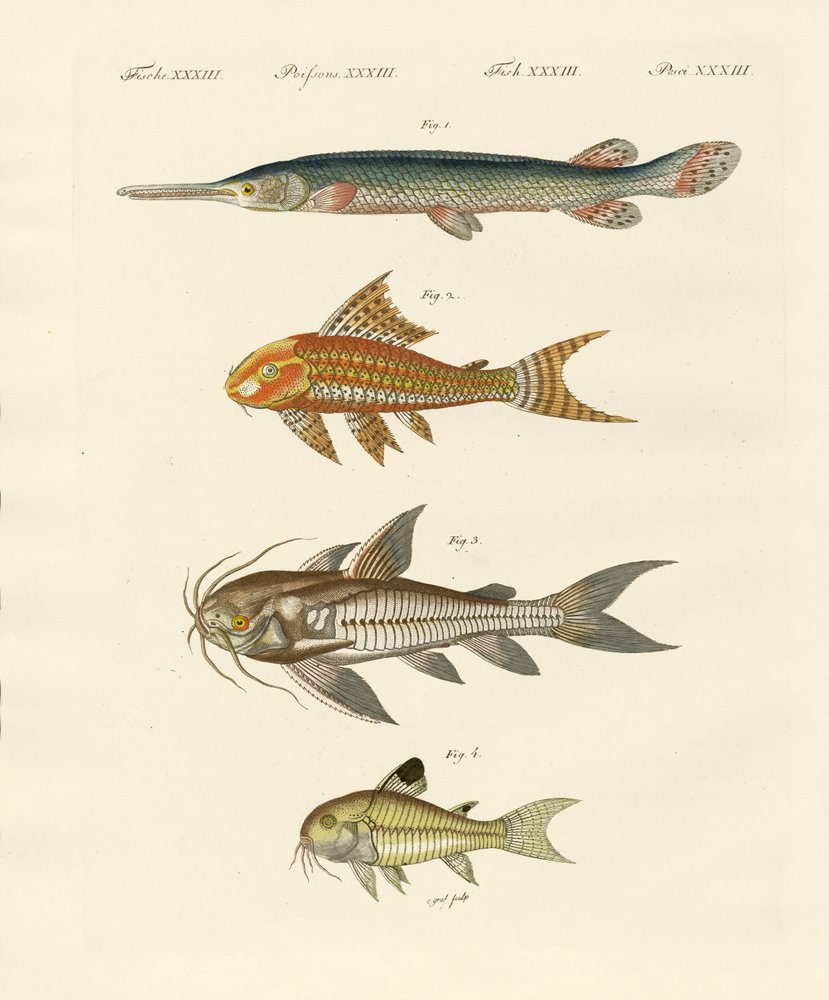 Gepanzerte Fische von German School