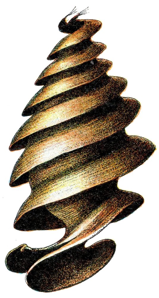 Eikapsel eines Kalifornischen Stierkopfhais (Heterodontus francisci), 1923 von Adolphe Philippe Millot