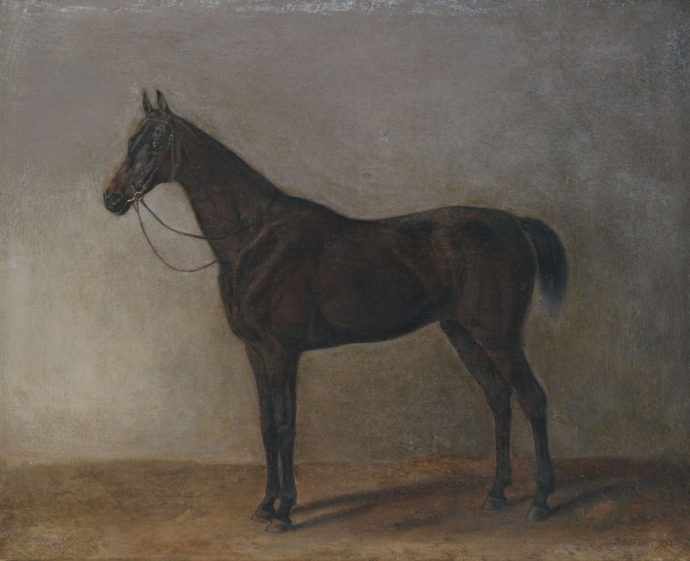 Brauner Wallach von Albrecht Adam: hochwertiger Kunstdruck
