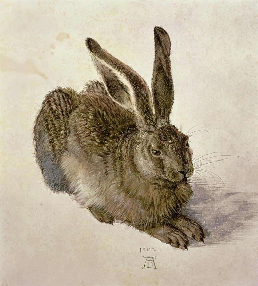 Feldhase von Albrecht Dürer