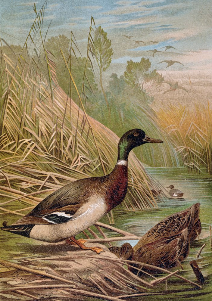 Stockenten, Illustration aus einem ungarischen Naturgeschichtsbuch, 1904 von Alfred Brehm