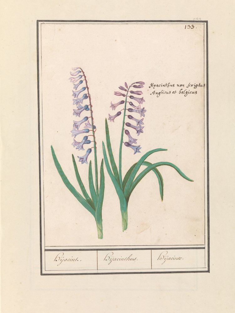 Hyazinthe (Hyacinthus orientalis) von Anselmus Boëtius de Boodt