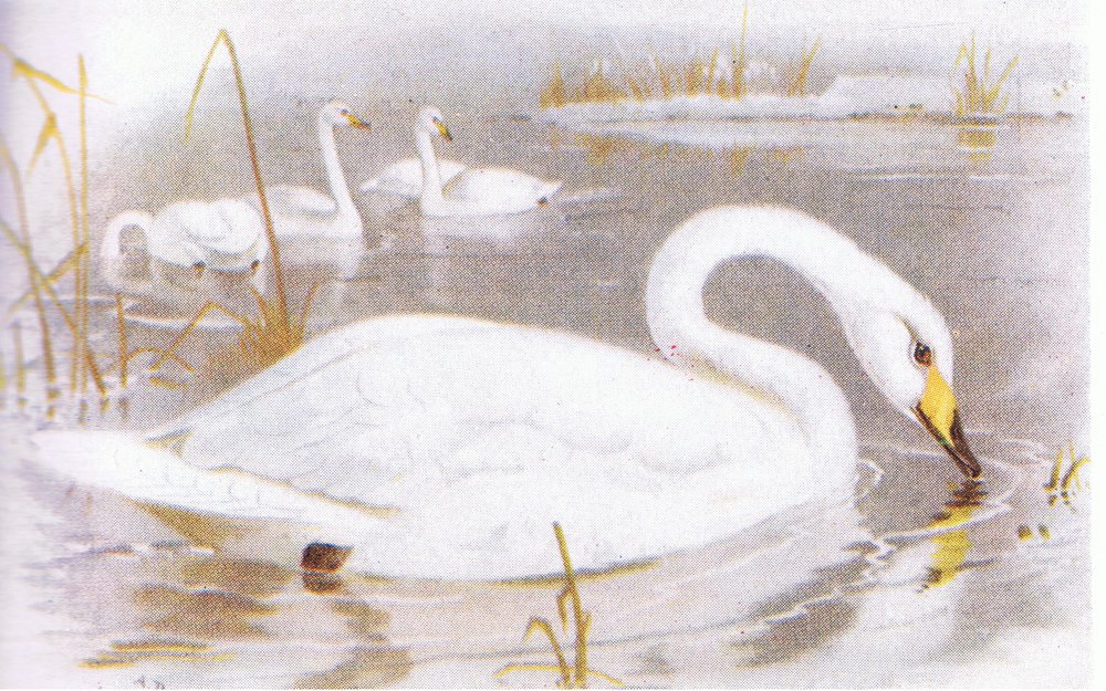 Singschwan von Archibald Thorburn