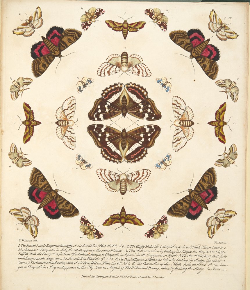 Tafel X, aus A Rare Depiction of Butterflies and Moths, veröffentlicht 1764 von Benjamin Wilkes