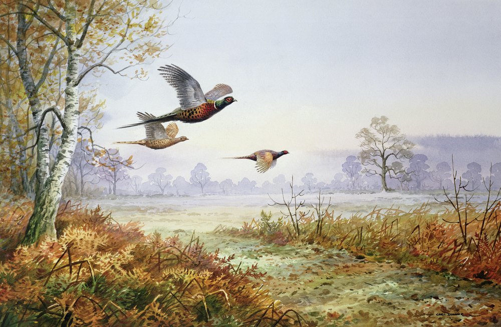 Fasane im Flug von Carl Donner