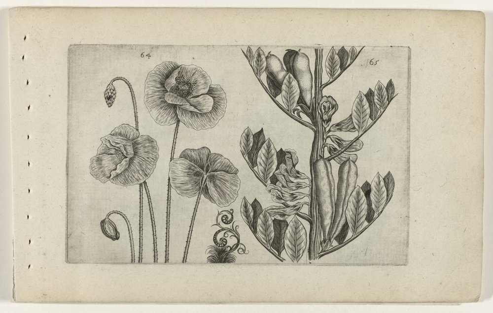 Großer Klatschmohn und Gartenbohne von Crispijn van de Passe (I) (attributed to)