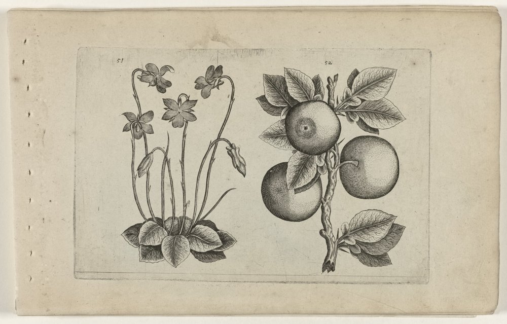 Märzveilchen und Orange (Cognoscite lilia) von Crispijn van de Passe (I) (attributed to)