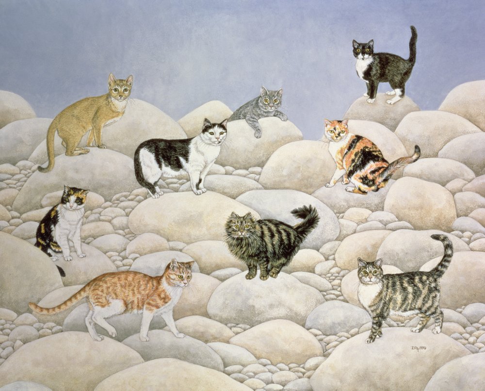 Lynn Valley Katzen von Ditz: hochwertiger Kunstdruck