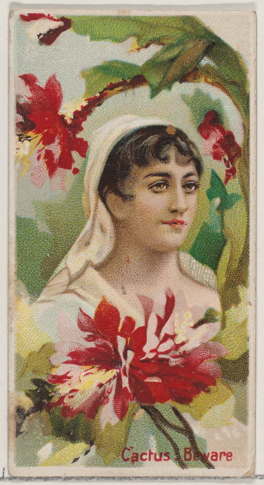 Kaktus: Vorsicht, aus der Serie Blumenpracht und Blumensprache N75 fr Duke  (1892)