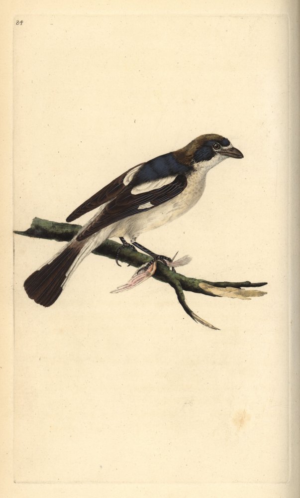 Neuntöter, Lanius senator. Handkolorierte Kupferstichzeichnung und -gravur von Edward Donovan aus seinem eigenen „Natural History of British Birds“, London von Edward Donovan