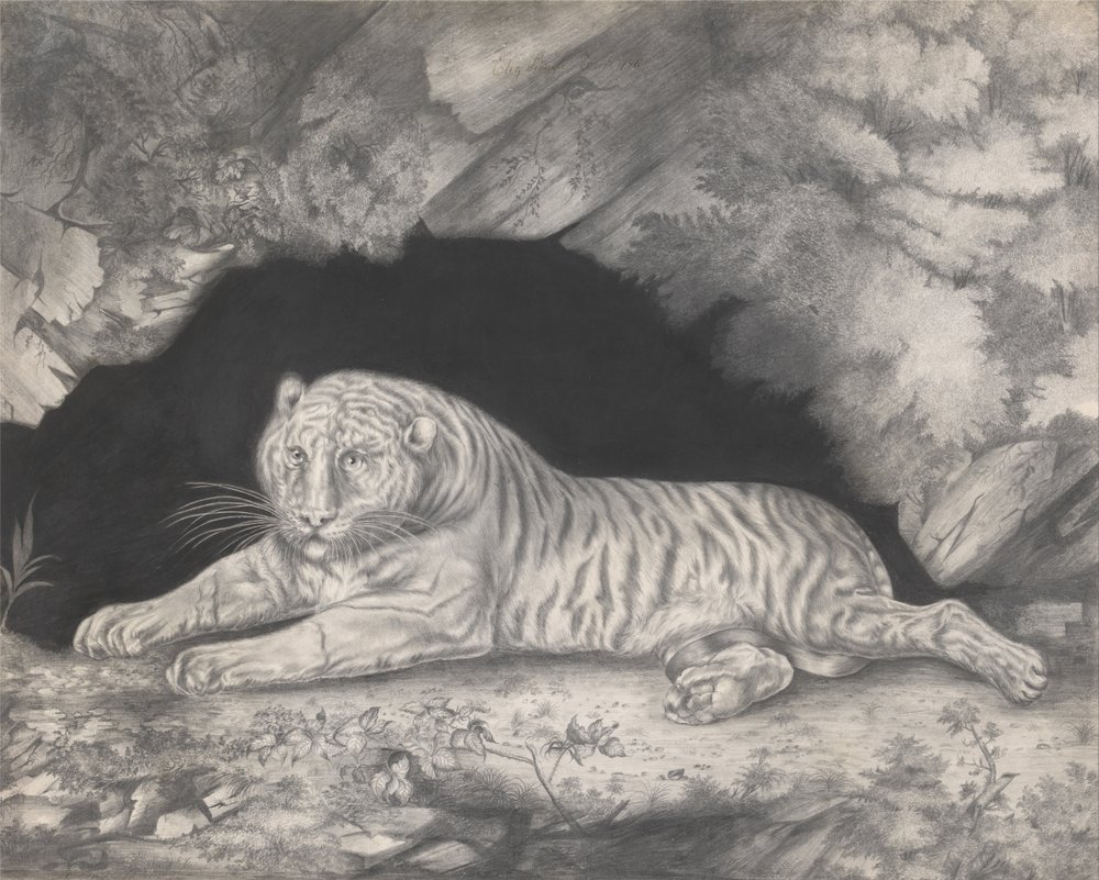 Ein Tiger, der im Eingang einer Höhle liegt von Elizabeth Pringle