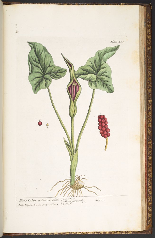 Tafel 228, aus 