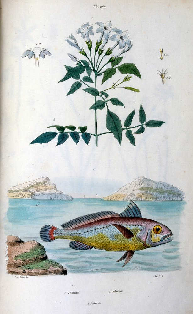 Jasmin (Jasmin). Johnius (Kroakerfisch). Botanische und zoologische ...