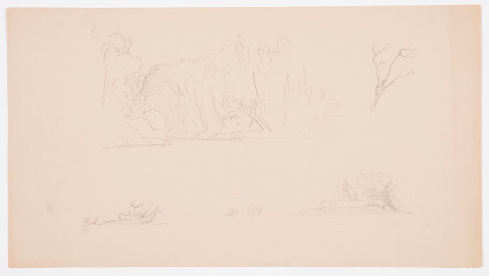 Zeichnung, Botanische Skizzen: Baum, Bäume am Ufer, September 1876 von Frederic Edwin Church