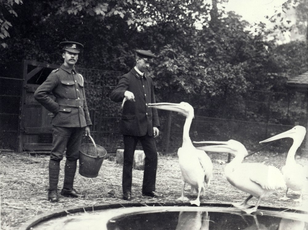Wärter Alf Taylor (rechts) und Bodman (links) füttern Pelikane am Beckenrand im Londoner Zoo, Oktober 1915 von Frederick William Bond