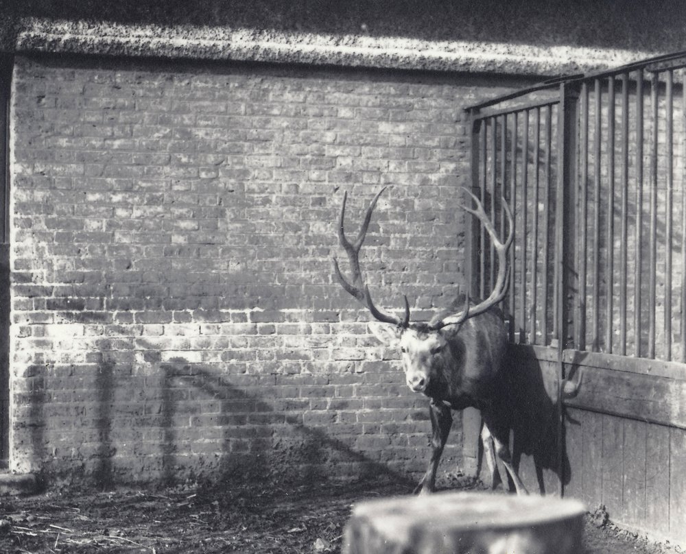 Wallichs Hirsch, auch bekannt als Shou, zentralasiatischer oder tibetischer Rothirsch, im Londoner Zoo, Dezember 1917 von Frederick William Bond