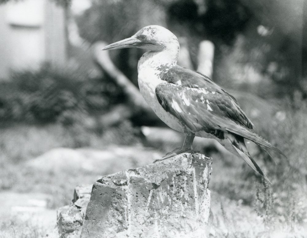 Ein junger Basstölpel steht 1929 auf einem Baumstumpf im Londoner Zoo von Frederick William Bond