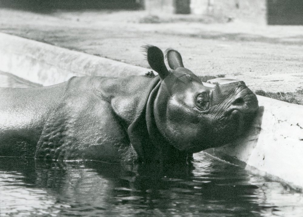 Männliches indisches Nashorn Felix genießt ein Bad in seinem Pool im Londoner Zoo, Juni 1928 von Frederick William Bond