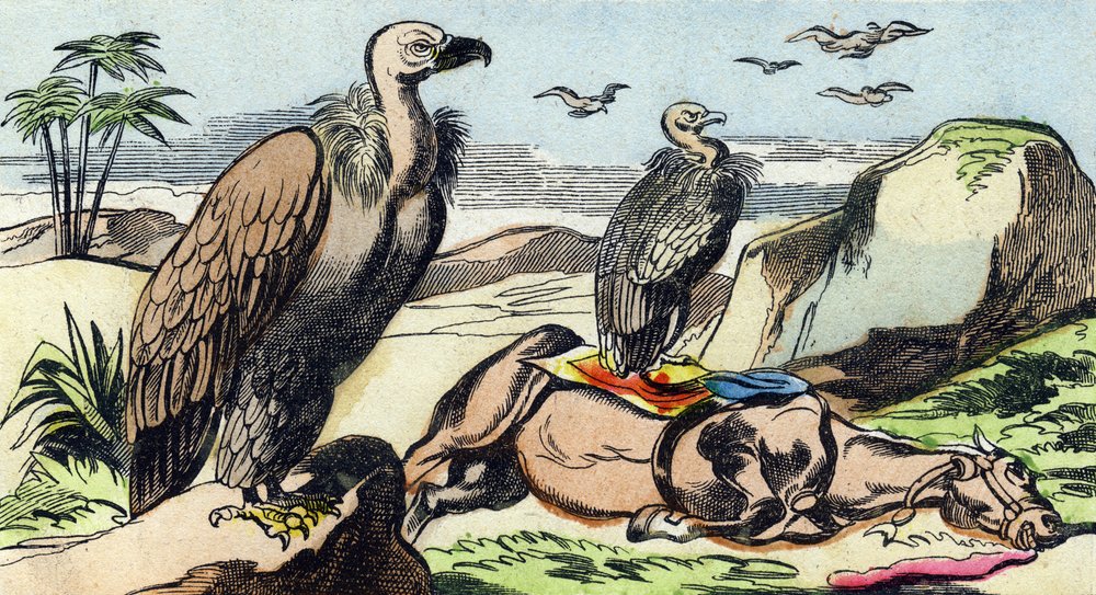 Geier. Gravur in "Buffon Alphabet des Oiseaux n 1" von French School