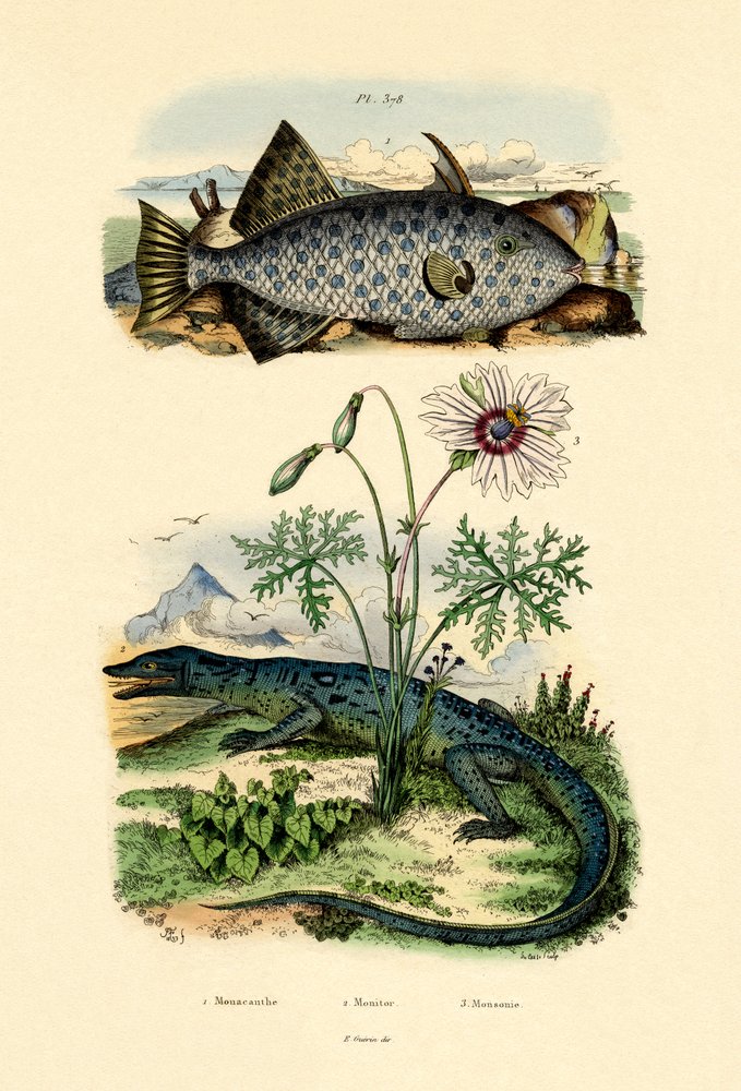 Weißgefleckter Feilenfisch von French School