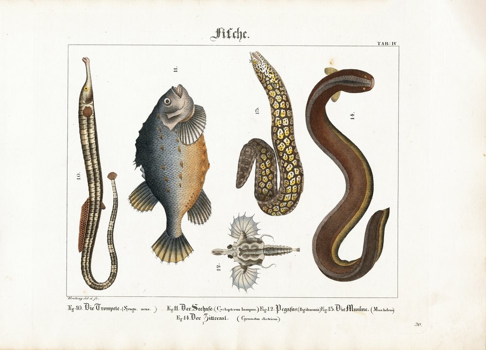 Vielfalt der Meeresfauna: Großer Seenadel, Lumpfisch, Seemotte, Muräne ...
