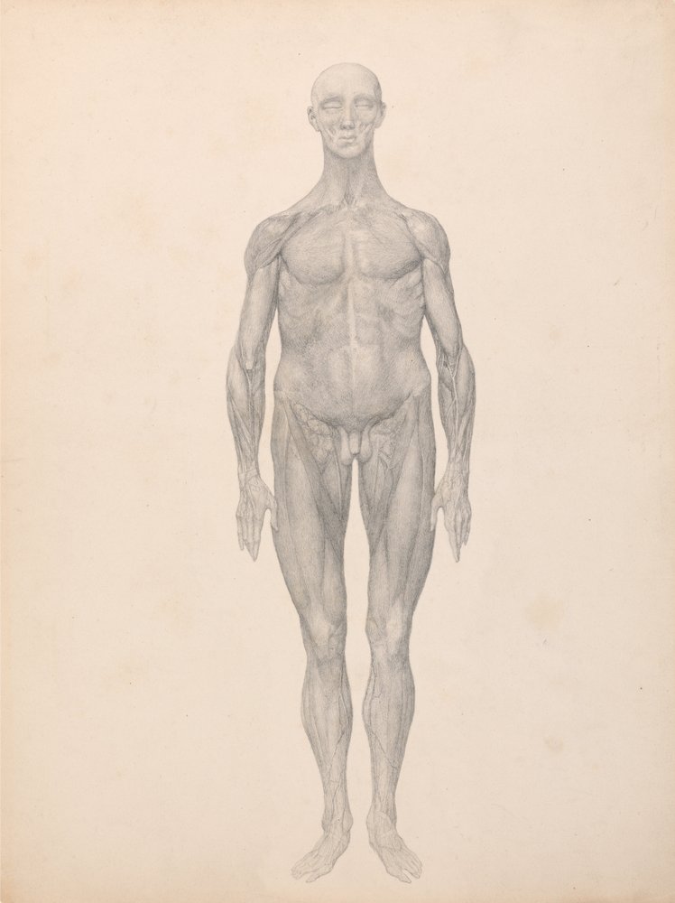 Vergleichende anatomische Darstellung der Struktur des menschlichen Körpers mit der eines Tigers und einer Kuh von George Stubbs