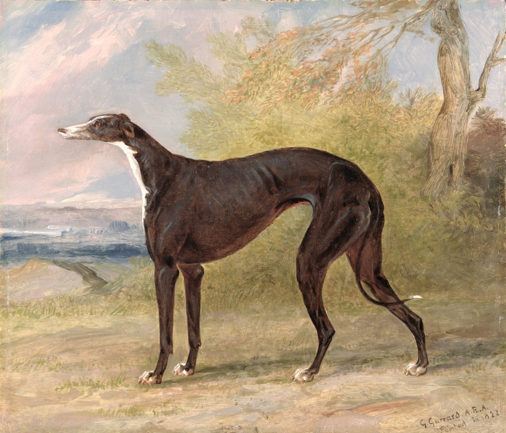Einer von George Lane Fox' siegreichen Greyhounds: die schwarz-weiße Greyhoundhündin Juno, auch als Elizabeth bekannt von George Garrard