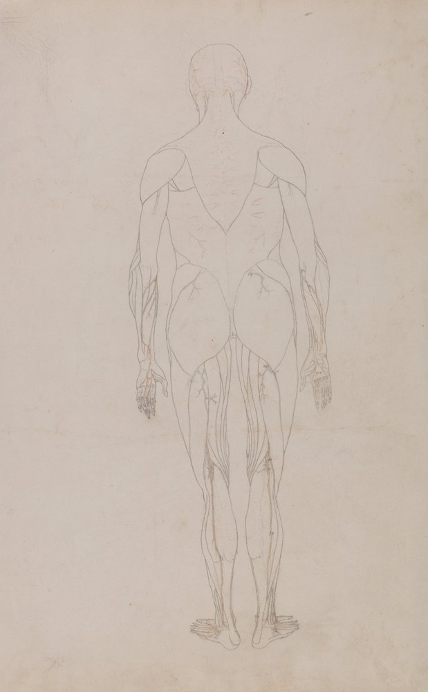 Eine vergleichende anatomische Darstellung der Struktur des menschlichen Körpers mit der eines Tigers und eines gewöhnlichen Huhns: Menschliche Figur, Rückansicht (Weitere Studie für Tafel XII) von George Stubbs