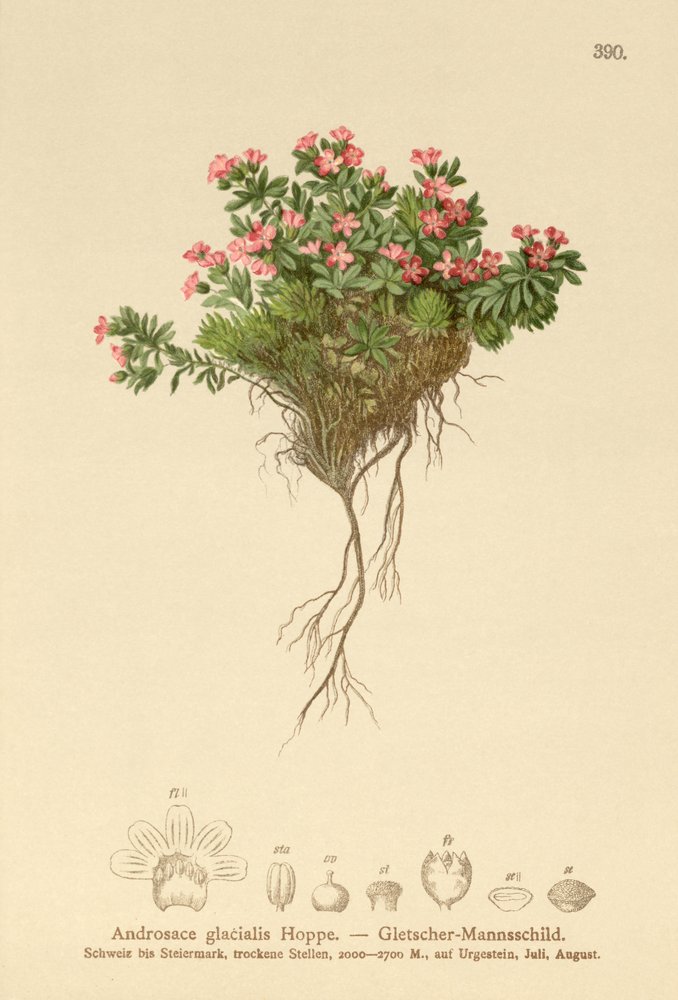 Alpen-Mannsschild (Androsace glacialis, Androsace alpina)