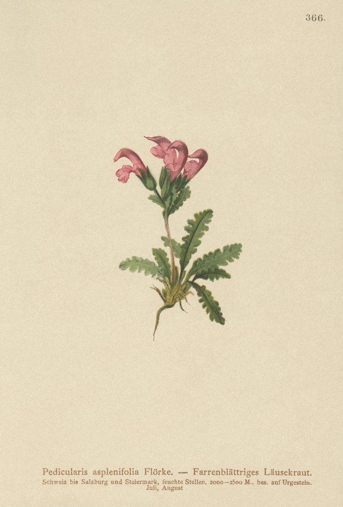 Farnblättriges Läusekraut (Pedicularis asplenifolia) von German School