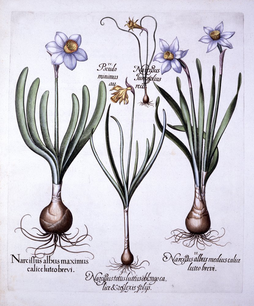 Verschiedene Narzissen, aus Hortus Eystettensis, von Basil Besler, 1613