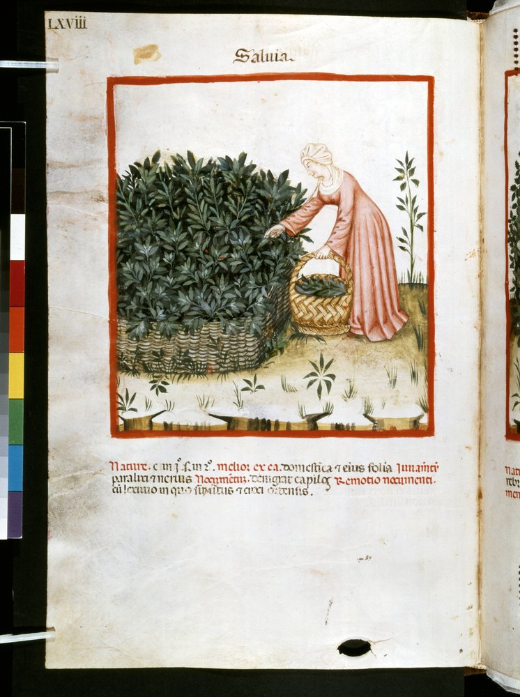 Theatrum sanitatis von Ububchasym de Baldach: 'Salvia'