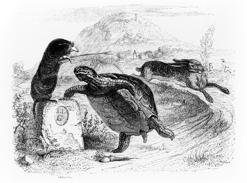Der Hase Und Die Schildkröte Moral www.meisterdrucke.com