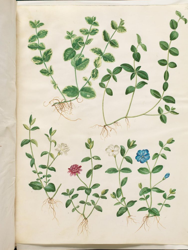 Vinca minor (kleines Immergrün) von Hans Simon Holtzbecker