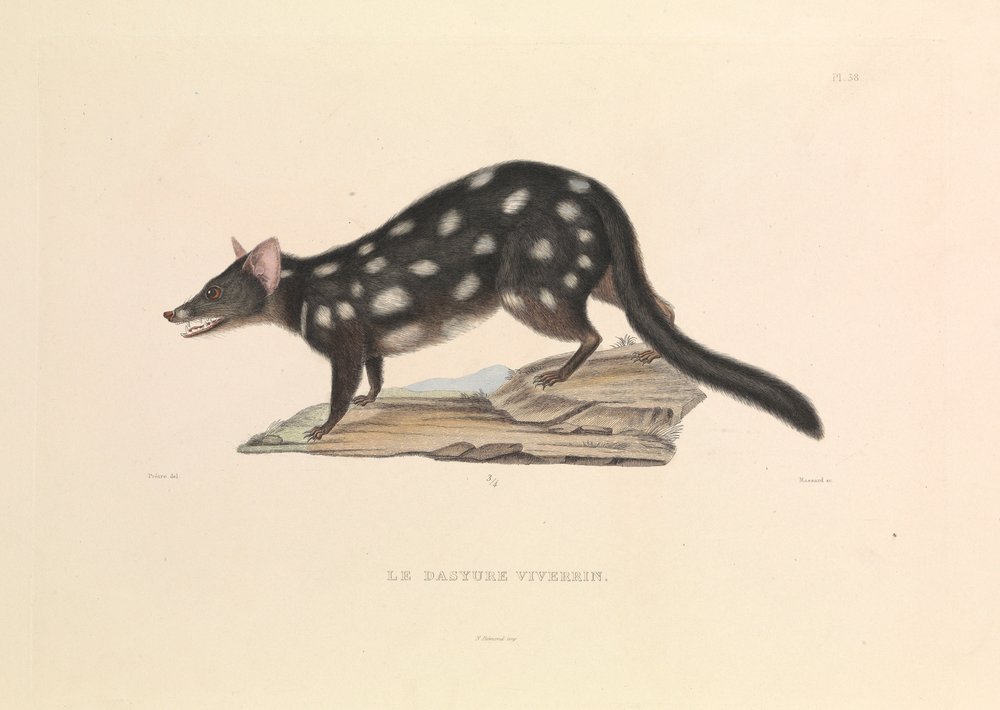 Der Waschbär-Dasyure von Hyacinthe Yves Philippe (1781-1846) Potentien