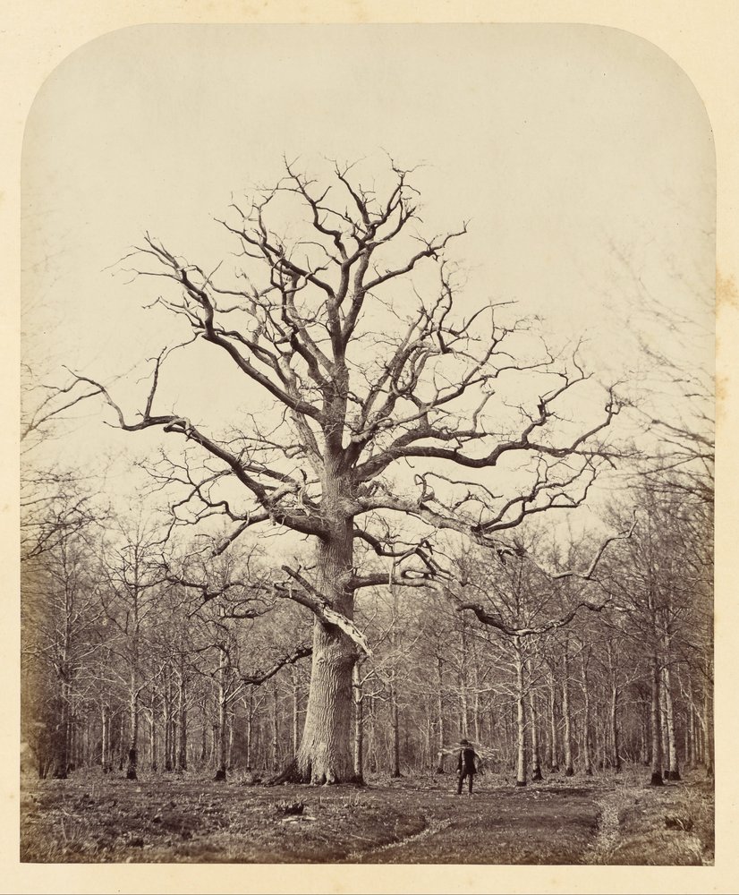 Königin Annes Eiche von James Sinclair