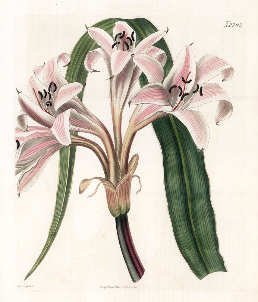 Rosa Lilie, Crinum latifolium. Handkolorierter Kupferstich von Weddell nach einer Illustration von James Sowerby aus Samuel Curtis