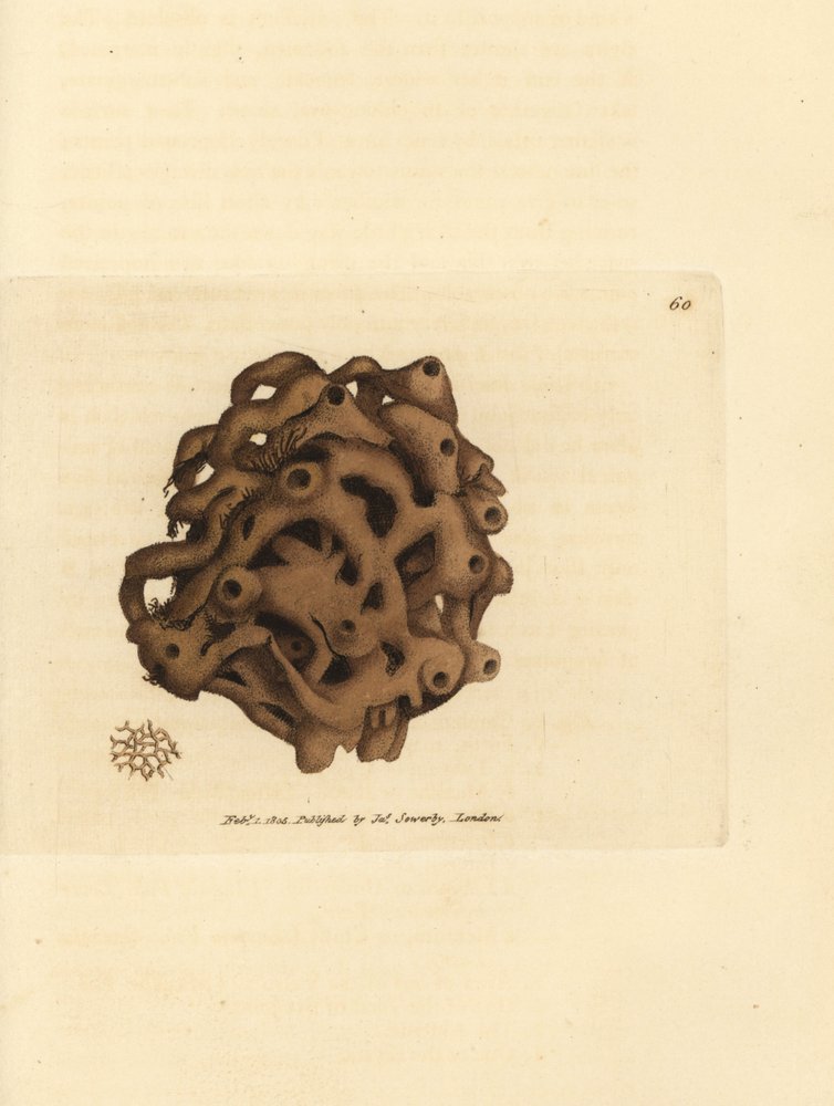 Schwamm, Haliclona cinerea (Gitter-Schwamm, Spongia cancellata). Handkolorierte Kupferstichgravur von James Sowerby aus The British Miscellany, oder Coloured figures of new, rare, or little known animal subjects. von James Sowerby