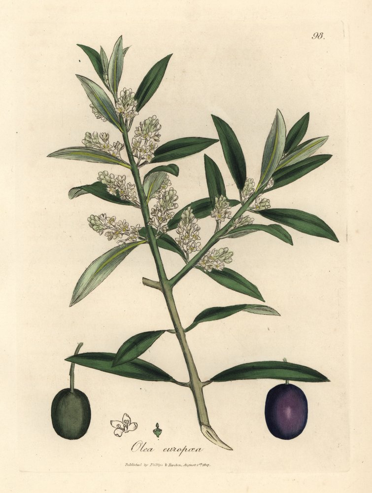 Wei blhender europischer Olivenbaum mit Frchten, Olea europaea