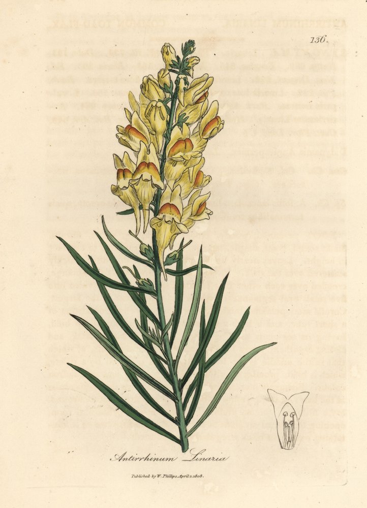 Gelb blühendes Löwenmäulchen, Antirrhinum linaria von James Sowerby