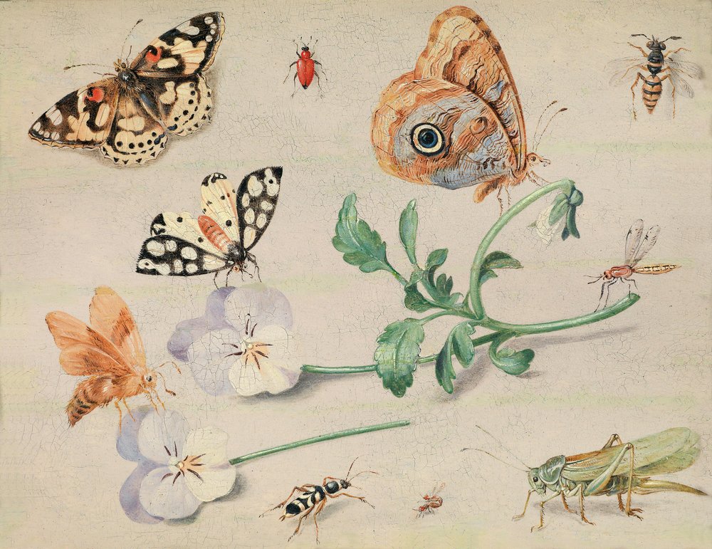 Studie von Insekten und Blumen von Jan van Kessel the Elder
