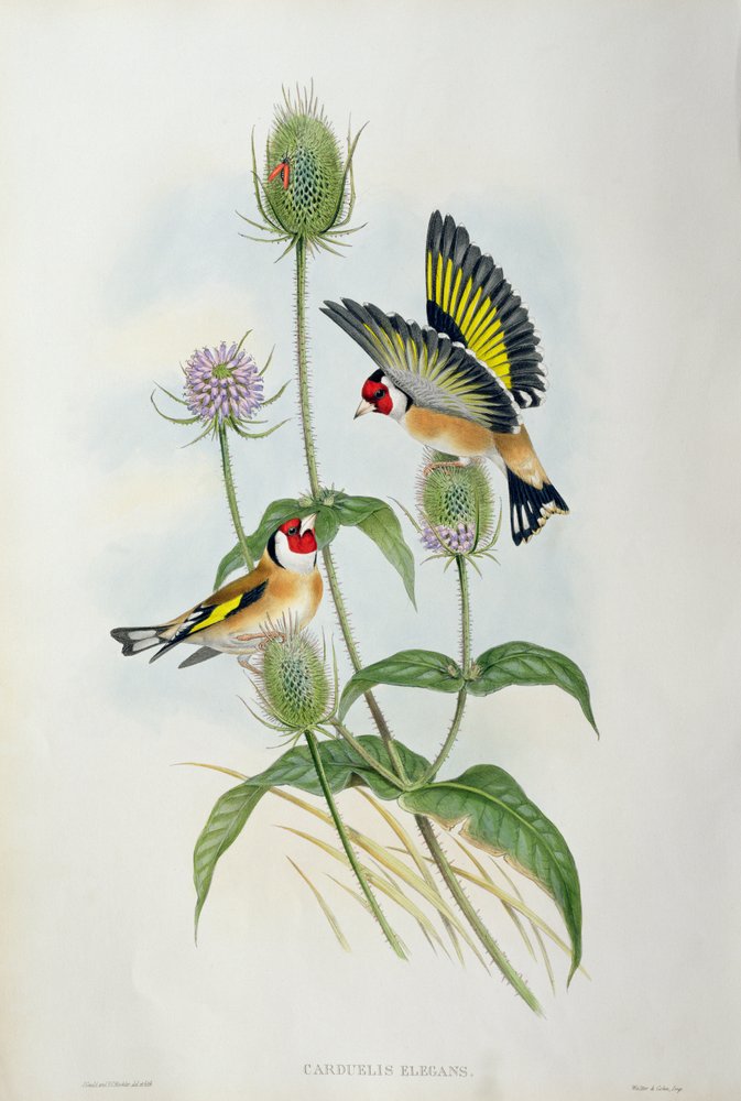 Stieglitz (Carduelis elegans) von John Gould
