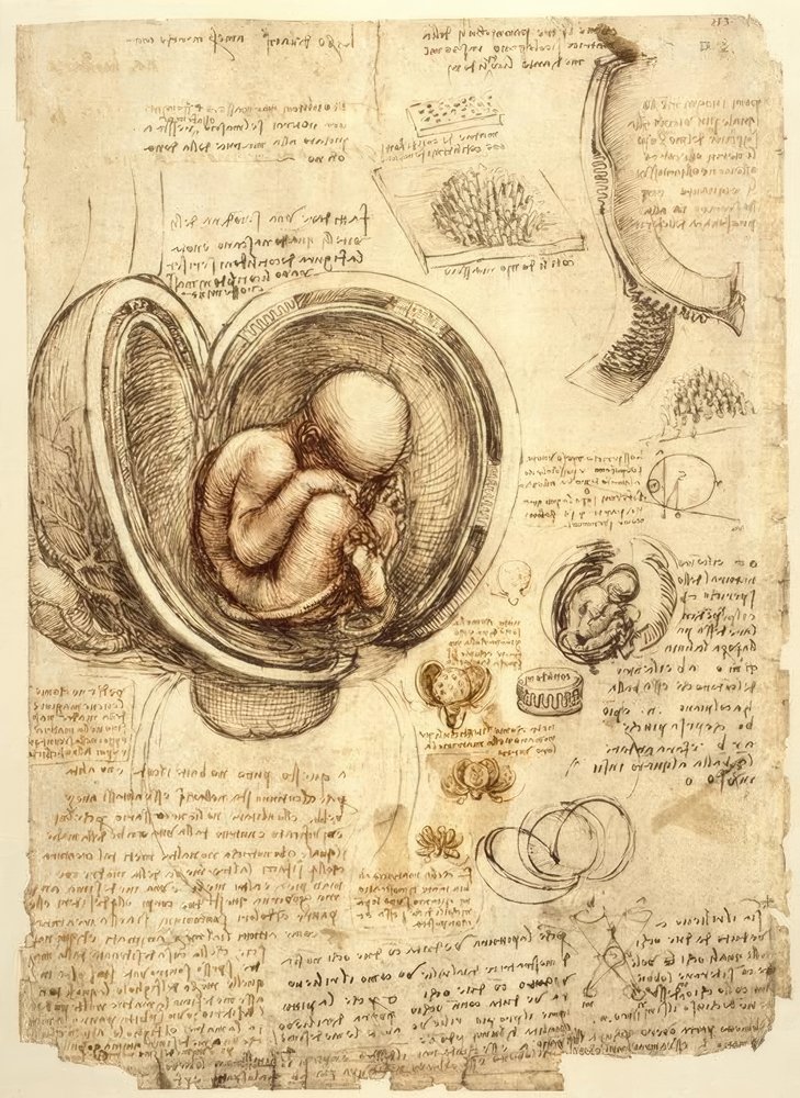 Fötus im Uterus von Leonardo da Vinci