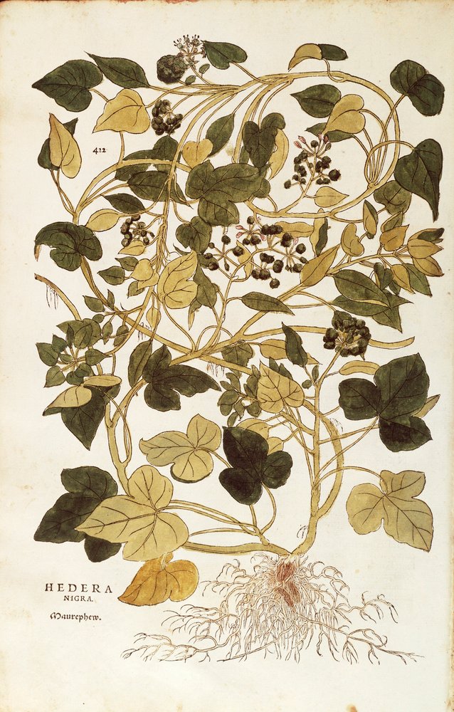 gummibaum palme Ficus elastica (Gummibaum) (L) kaufen main image 1