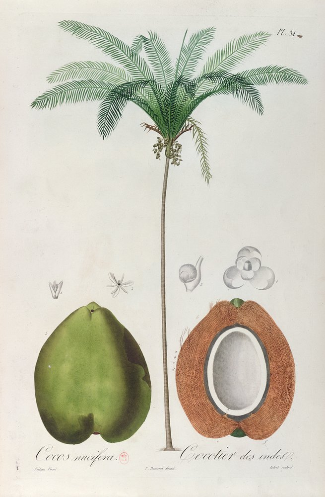 Kokosnüsse und Kokospalme, aus 