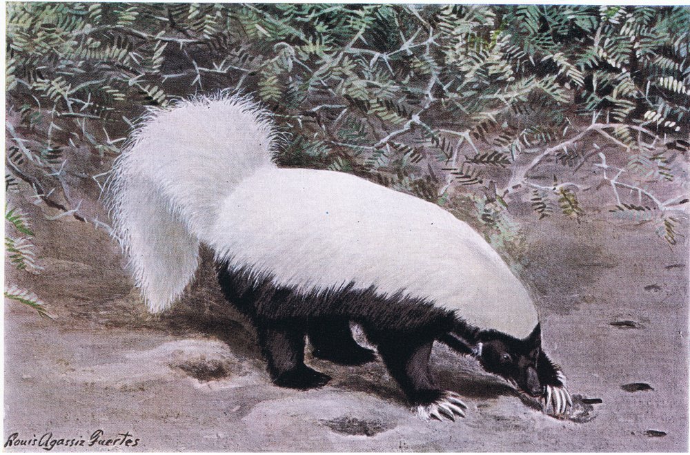 Schweinsnasen-Skunk, weißer Rücken, schwarzer Bauch, gräbt mit seinen ...
